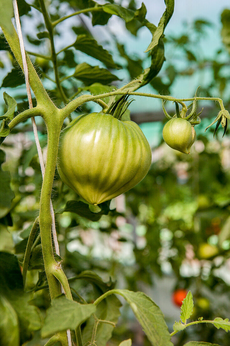 Stave tomato Coeur de Boeuf