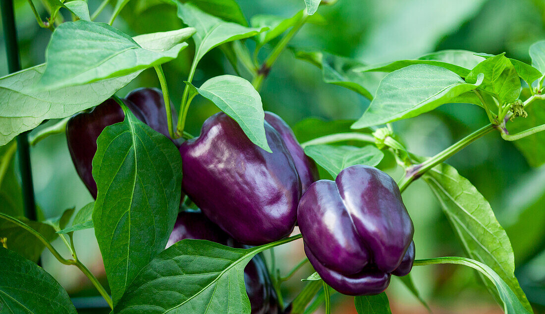 Solanum lycopersicum 'Tequila' F1