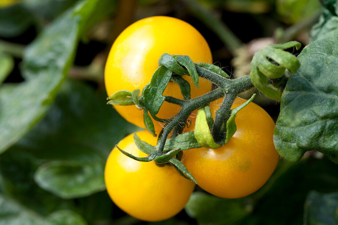 Solanum lycopersicum 'Patio Cherry'
