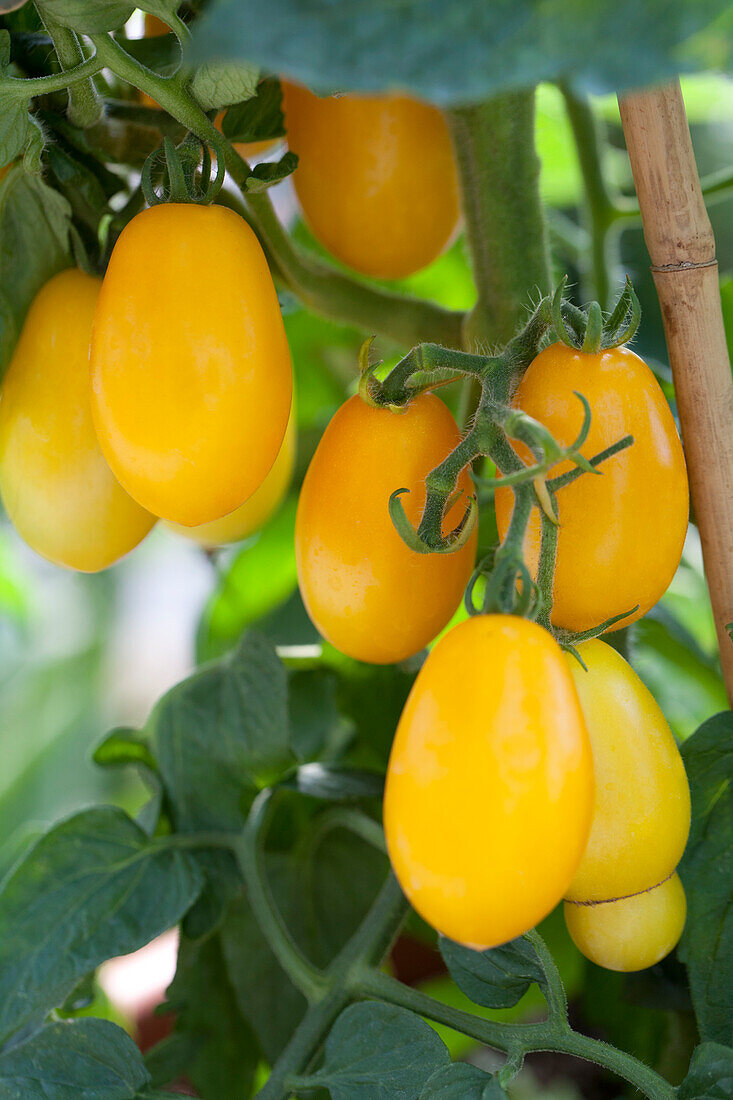 Solanum lycopersicum Peardrops