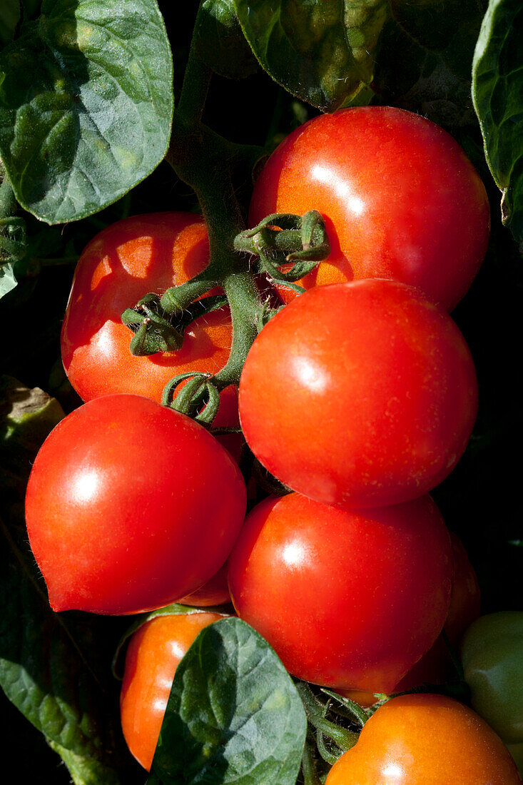 Solanum lycopersicum var. cerasiforme Heartbreaker Dora