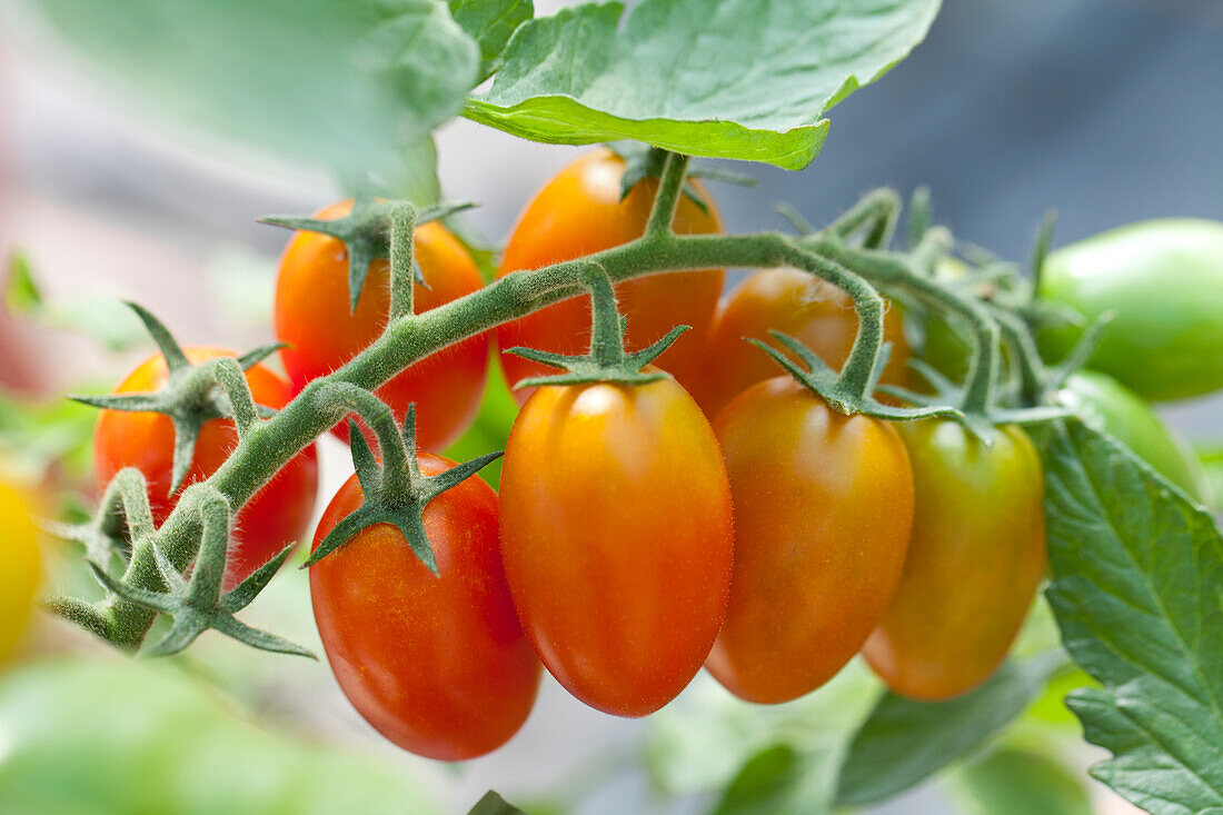 Solanum lycopersicum Essential