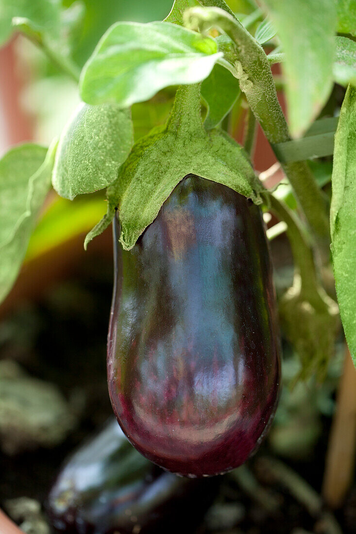 Solanum melongena Cristal