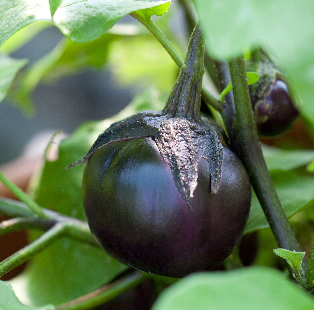Solanum melongena Eggplant Bambino Bio