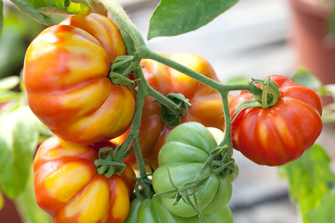 Solanum lycopersicum Voluptuoso F1