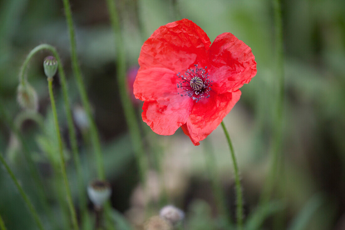 Papaver rhoeas Canto