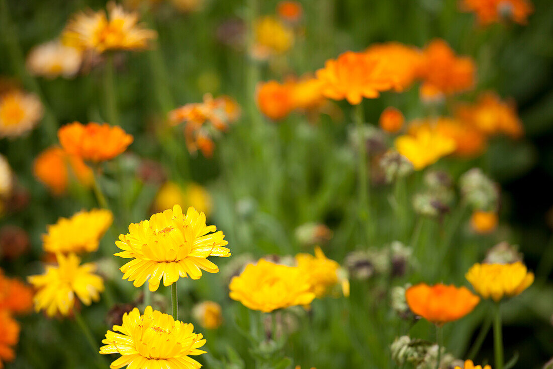 Calendula officinalis 'Pazifik Schönheit'