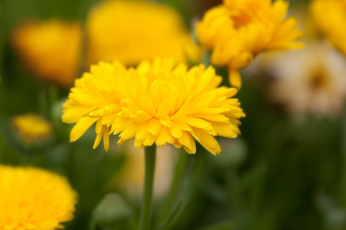 Calendula officinalis