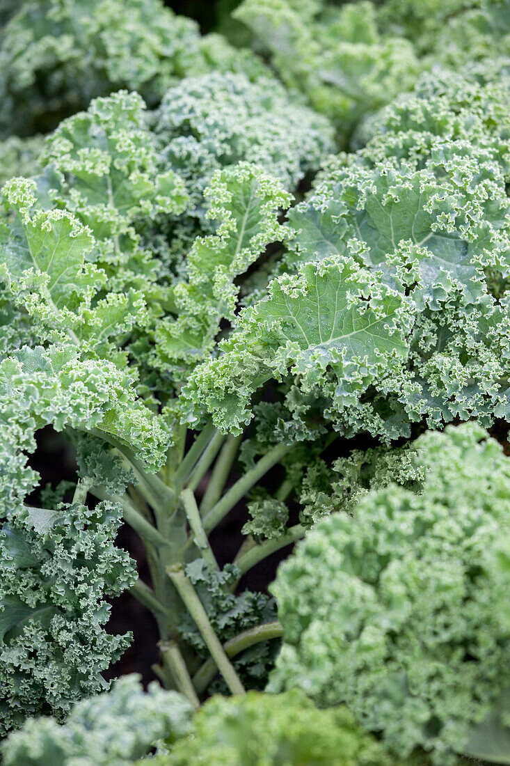 Brassica oleracea var. sabellica 'Halbhoher Grüner Krauser'