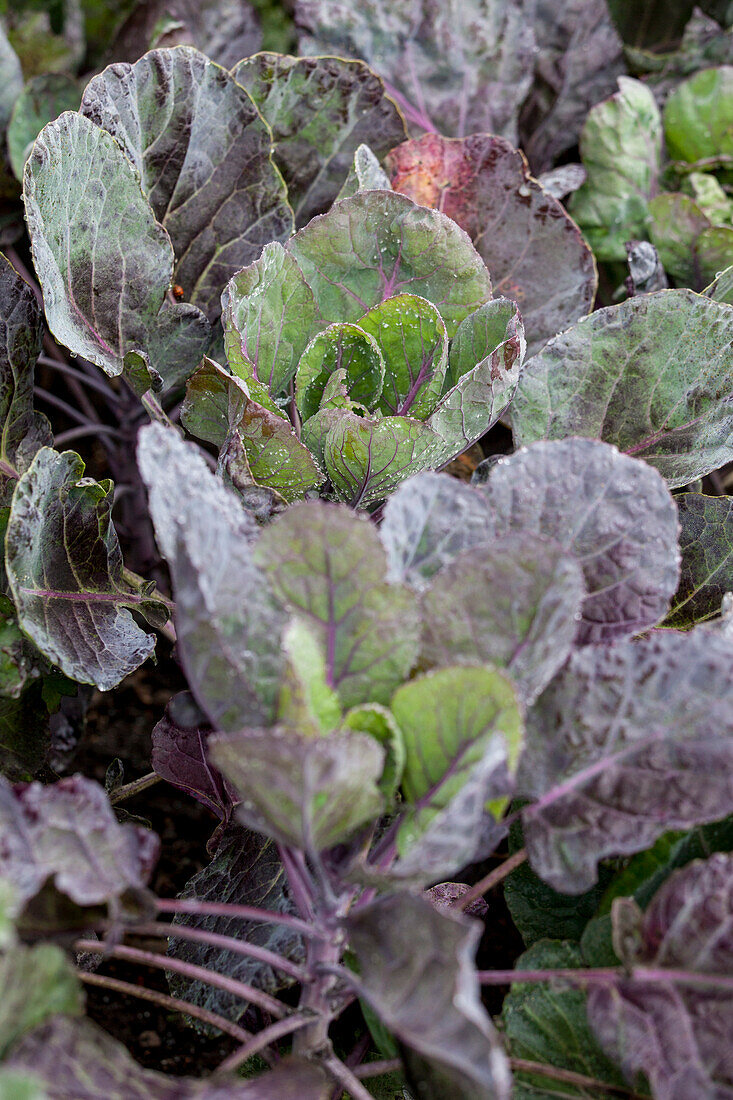 Brassica oleracea var. gemmifera 'Fallstaff'