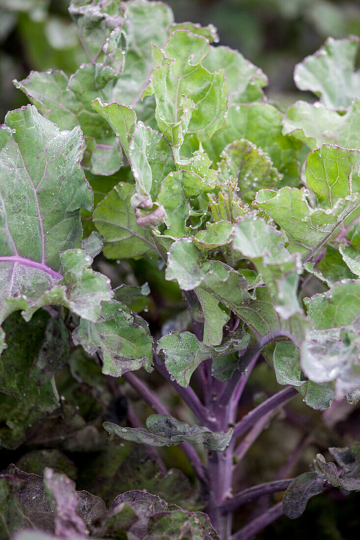 Brassica oleracea 'Flower-Sprout Early'