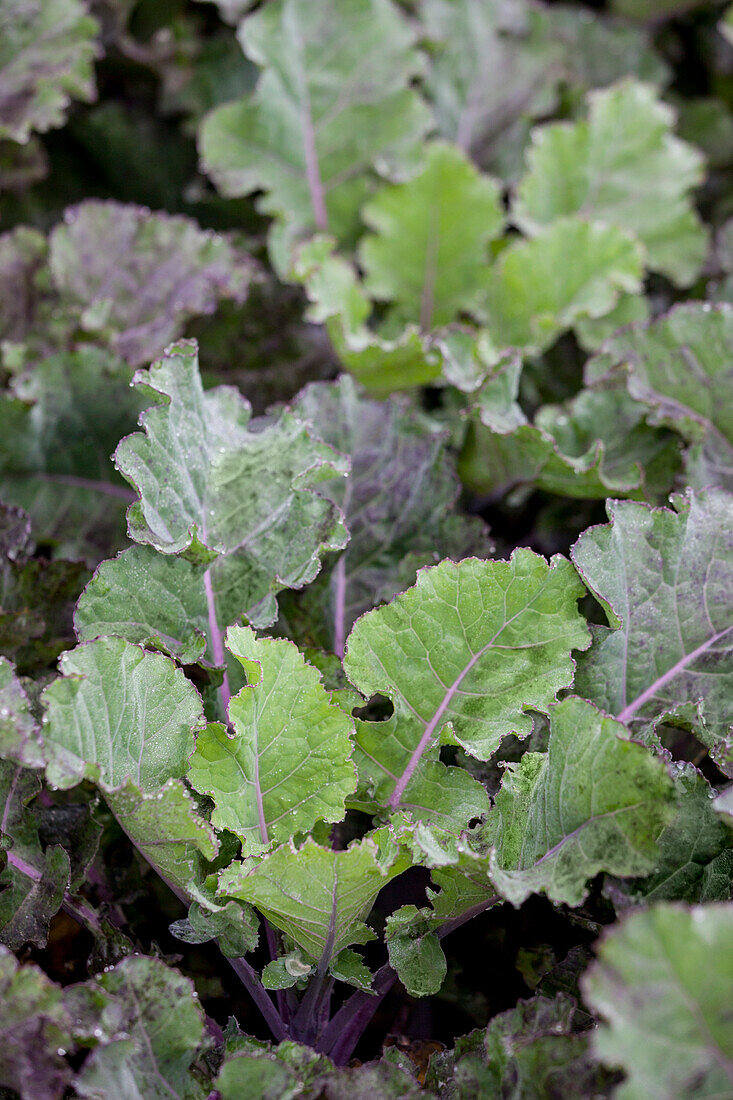 Brassica oleracea 'Flower-Sprout Late'