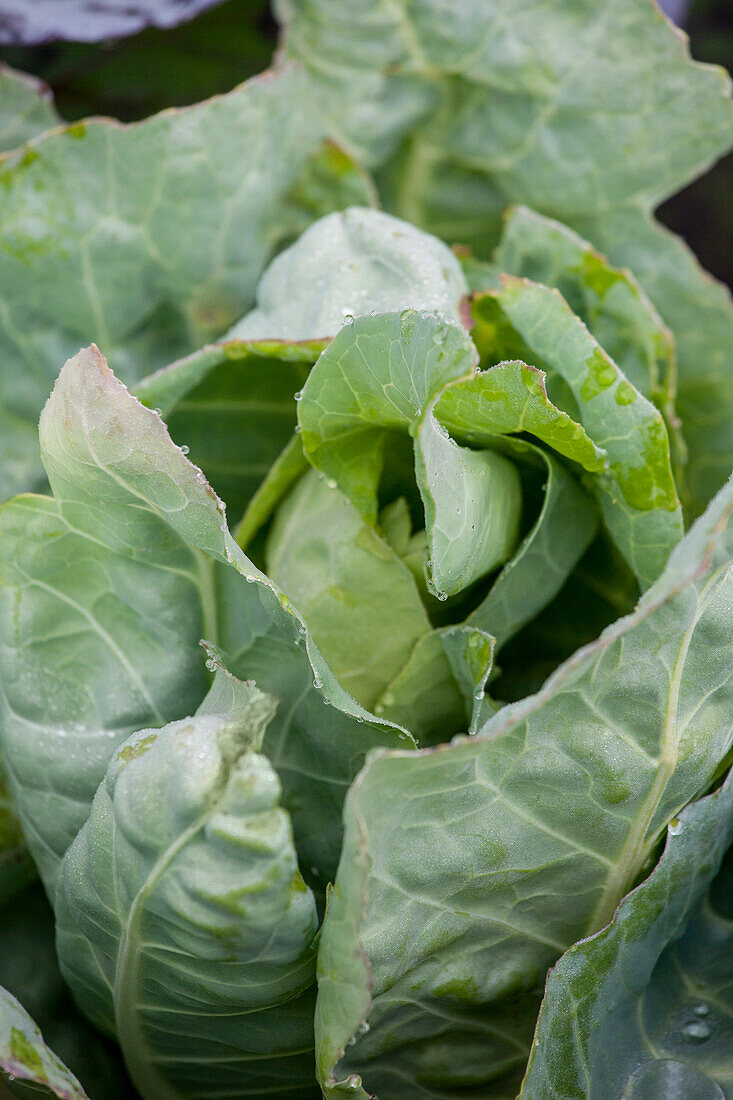 Brassica oleracea var. capitata 'hateau Renard'