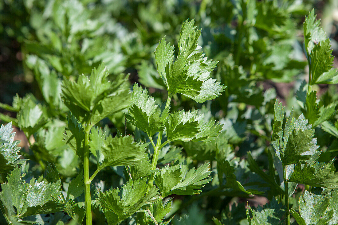 Apium graveolens