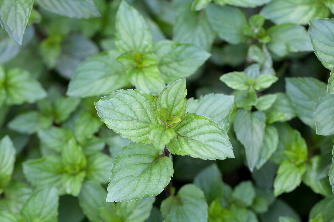 Mentha x piperita Chocolate