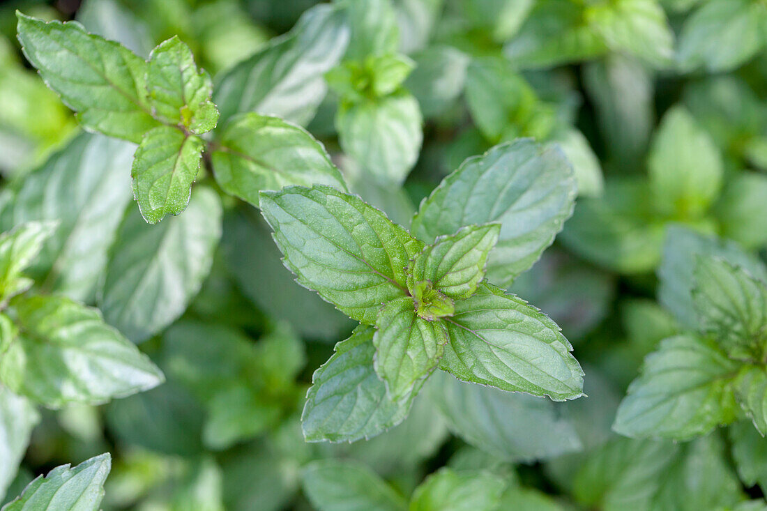 Mentha x piperita