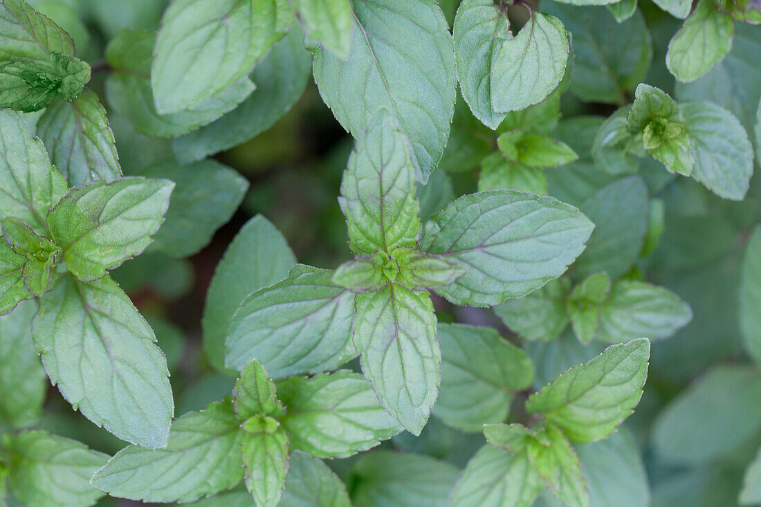 Mentha x piperita