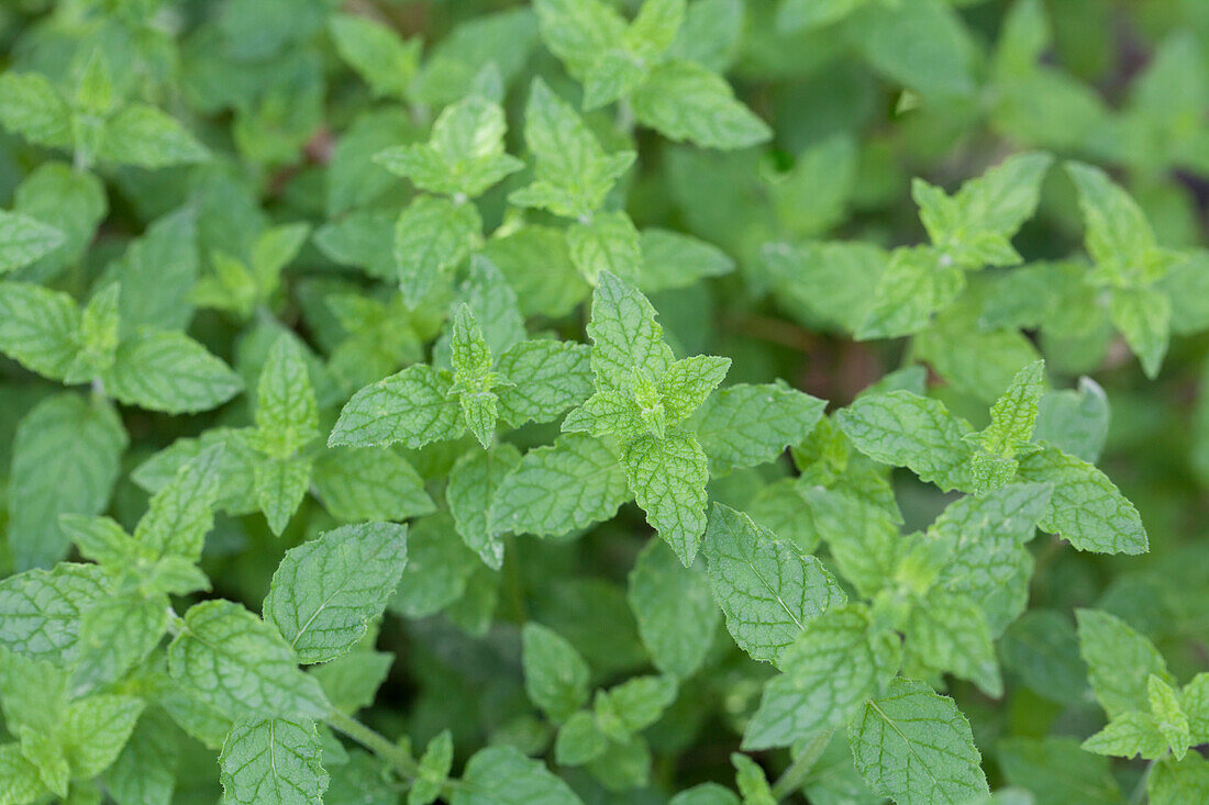 Mentha x piperita