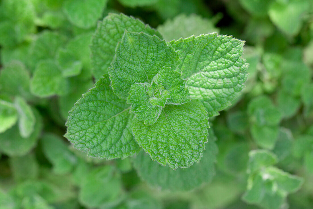 Mentha spicata 'Maroccan'