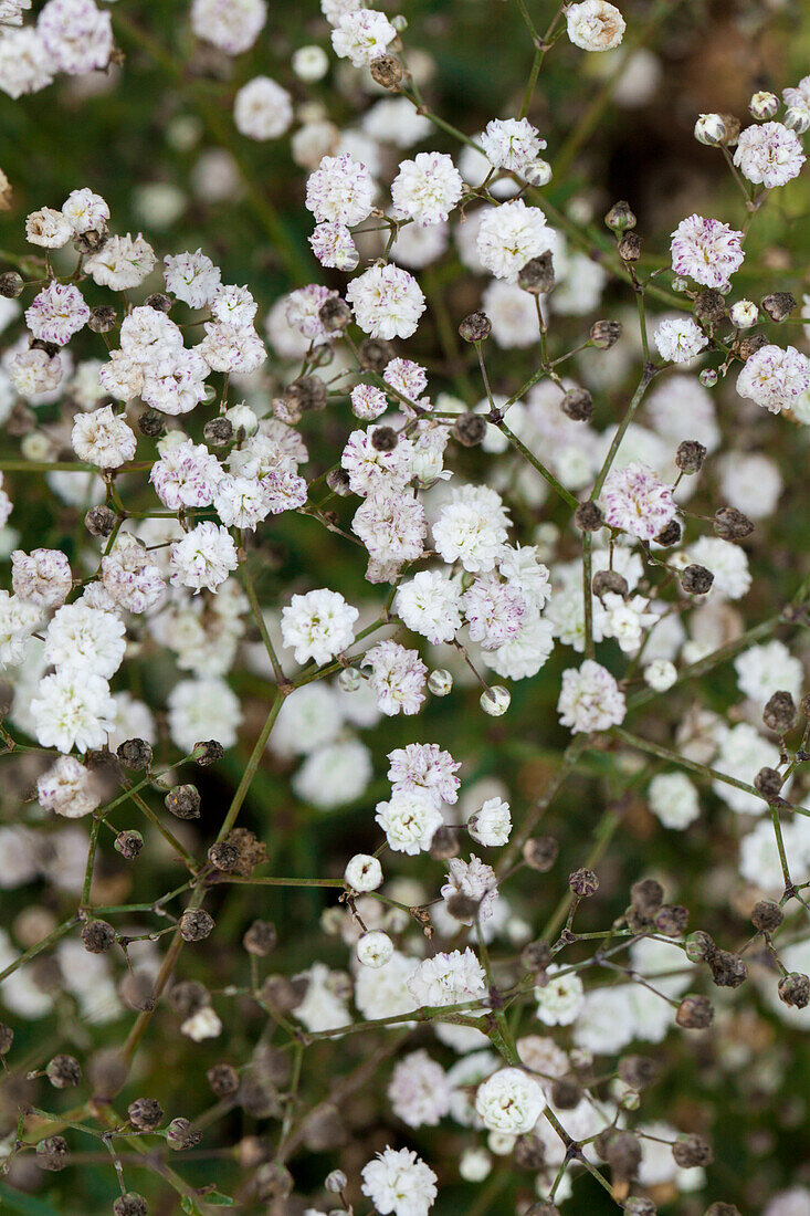 Gypsophila Beauty Bride