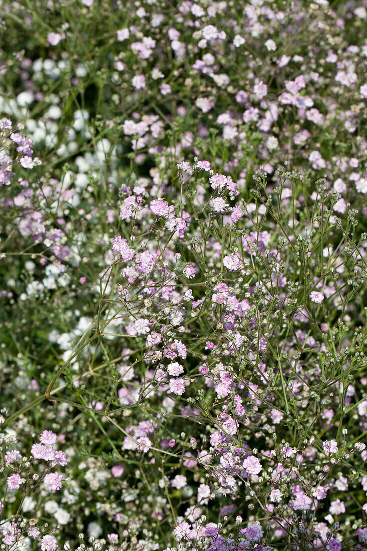 Gypsophila My Pink