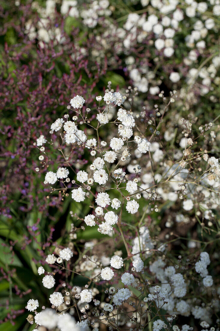 Gypsophila XLence