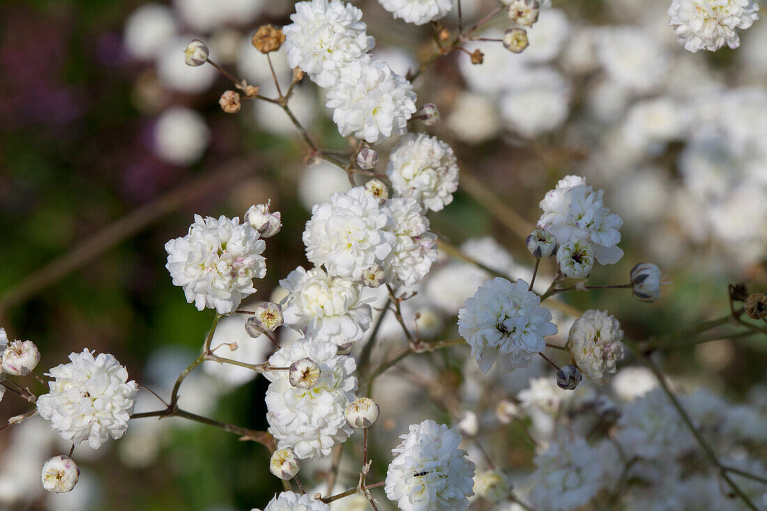 Gypsophila 'XLence'™