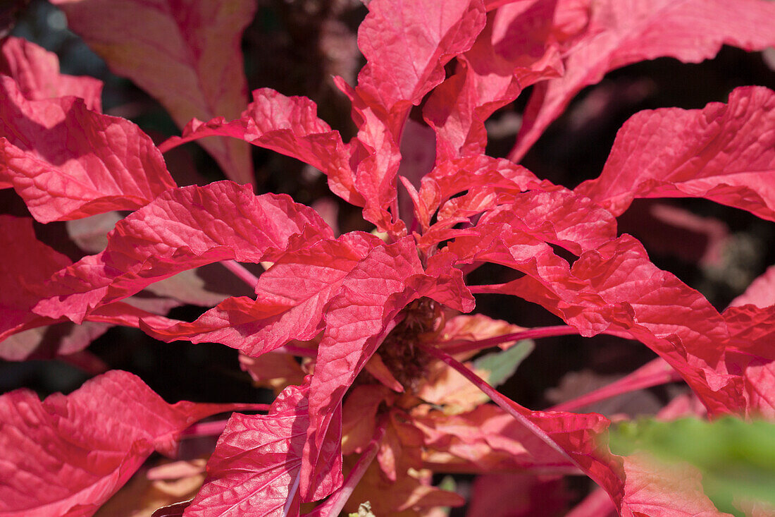 Amaranthus tricolor 'Early Splendour