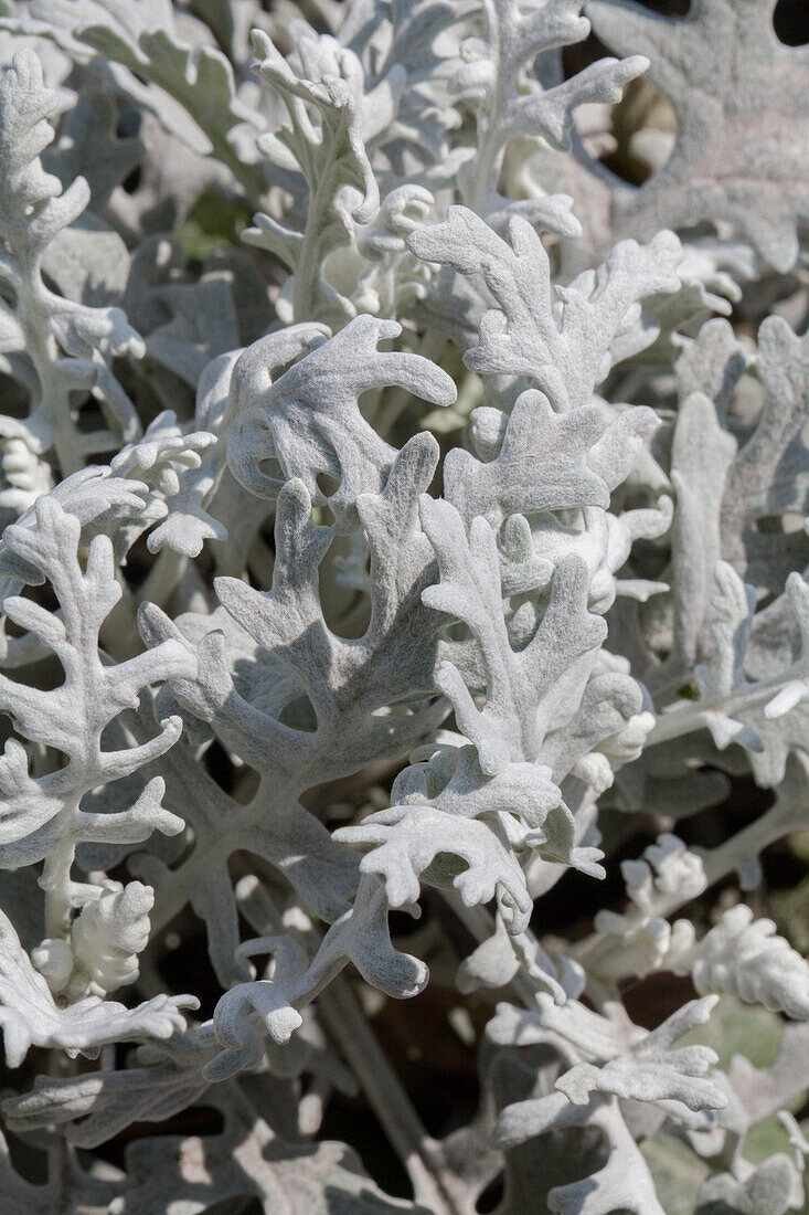 Senecio cineraria