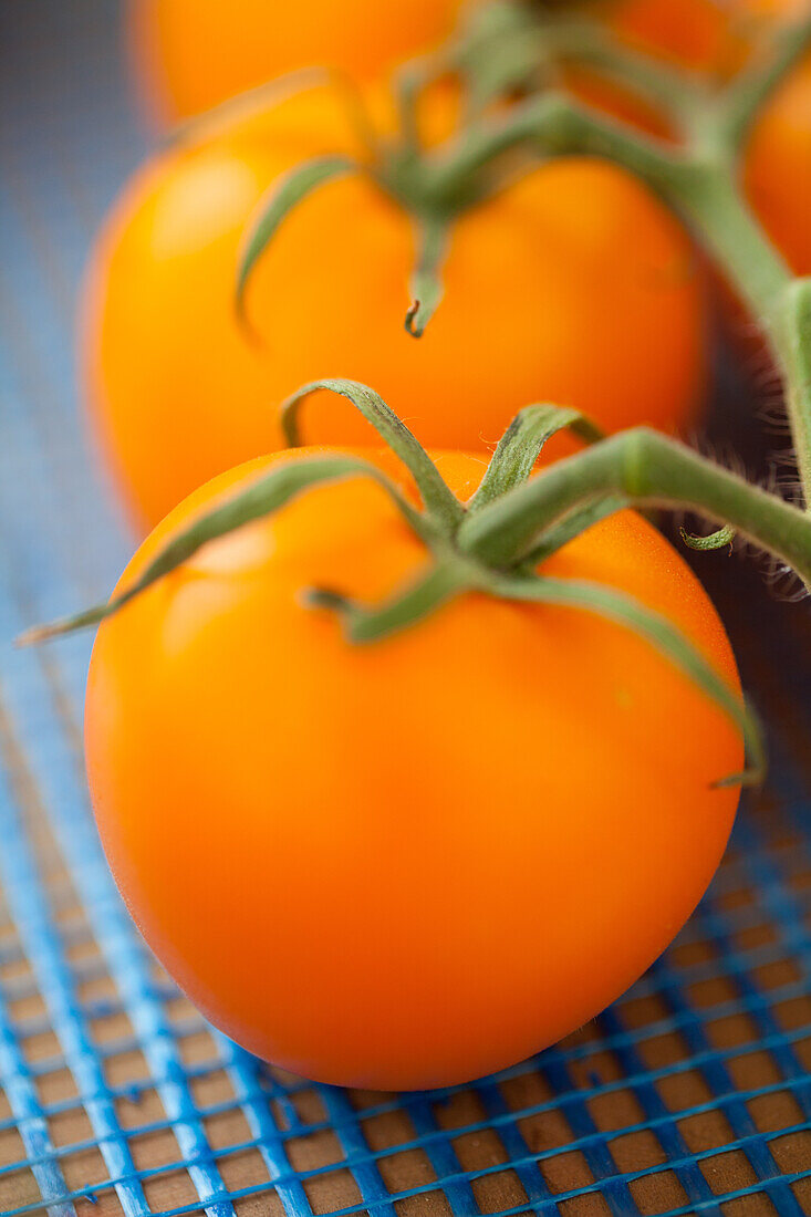 Solanum lycopersicum 'Beorange'