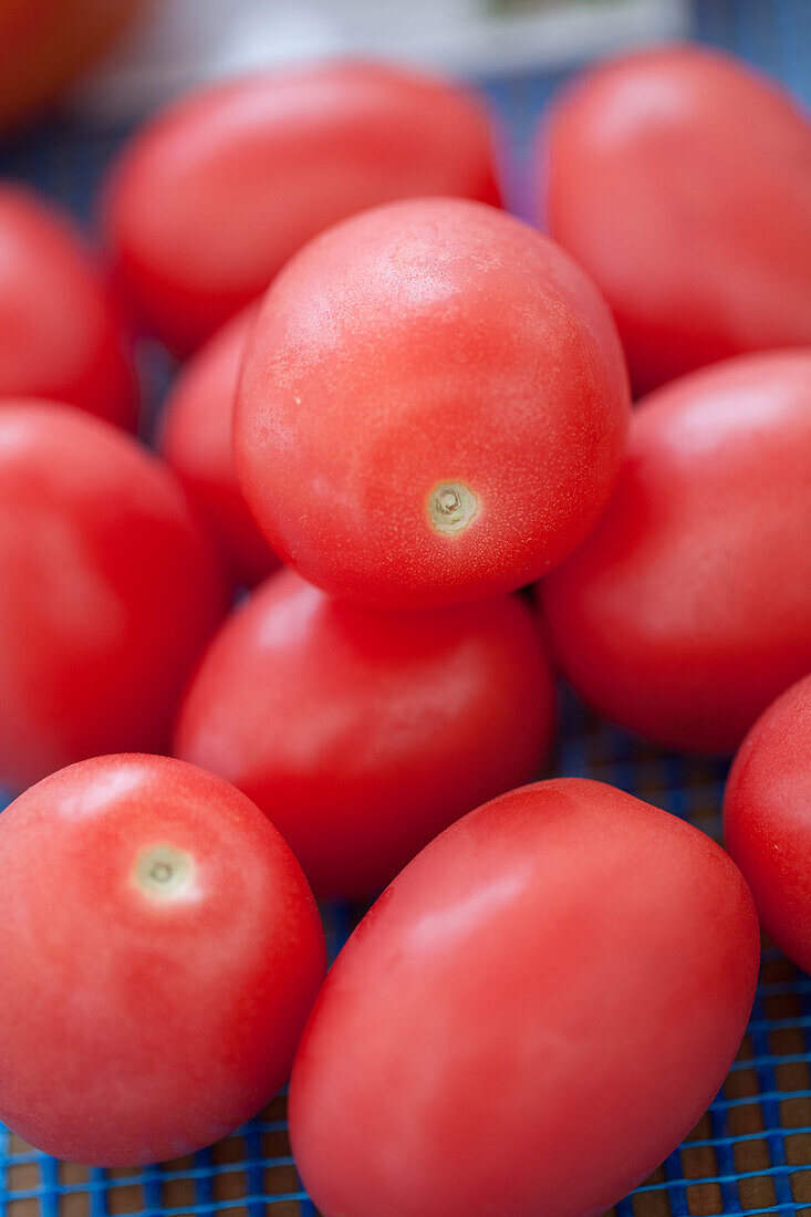 Roma tomato