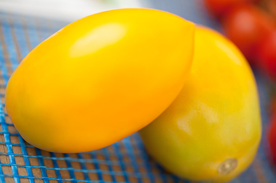 Solanum lycopersicum 'Orama'