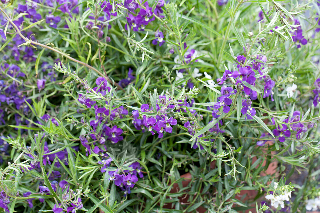 Angelonia pac® Angelos®