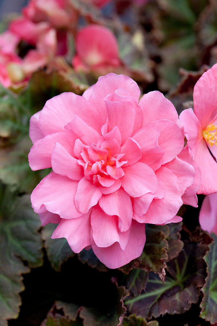 Begonia x tuberhybrida 'Non-Stop® Mocca Pink'