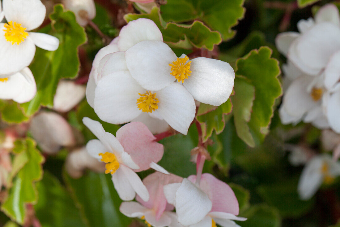 Begonia Baby Wing White