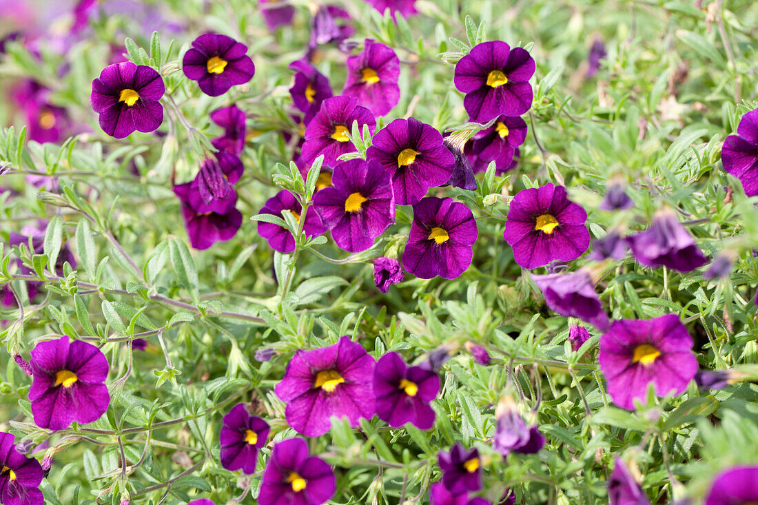 Calibrachoa 'Noa'™ Black Purple