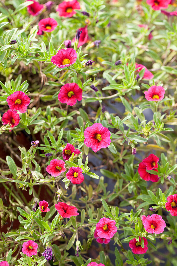 Calibrachoa 'Noa'™ Dark Red