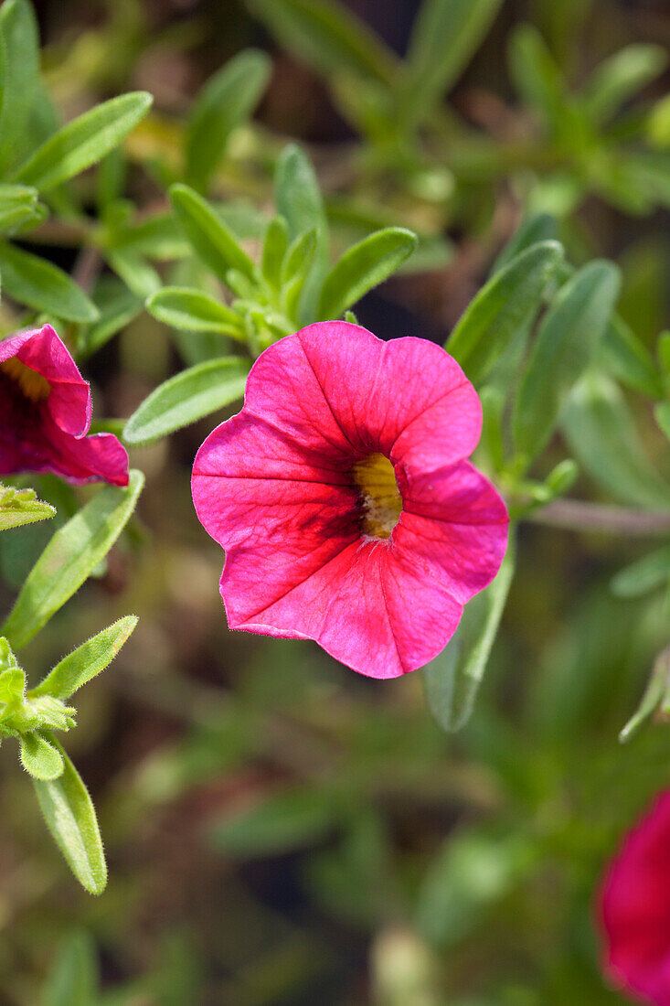 Calibrachoa 'Noa'™ Dark Red