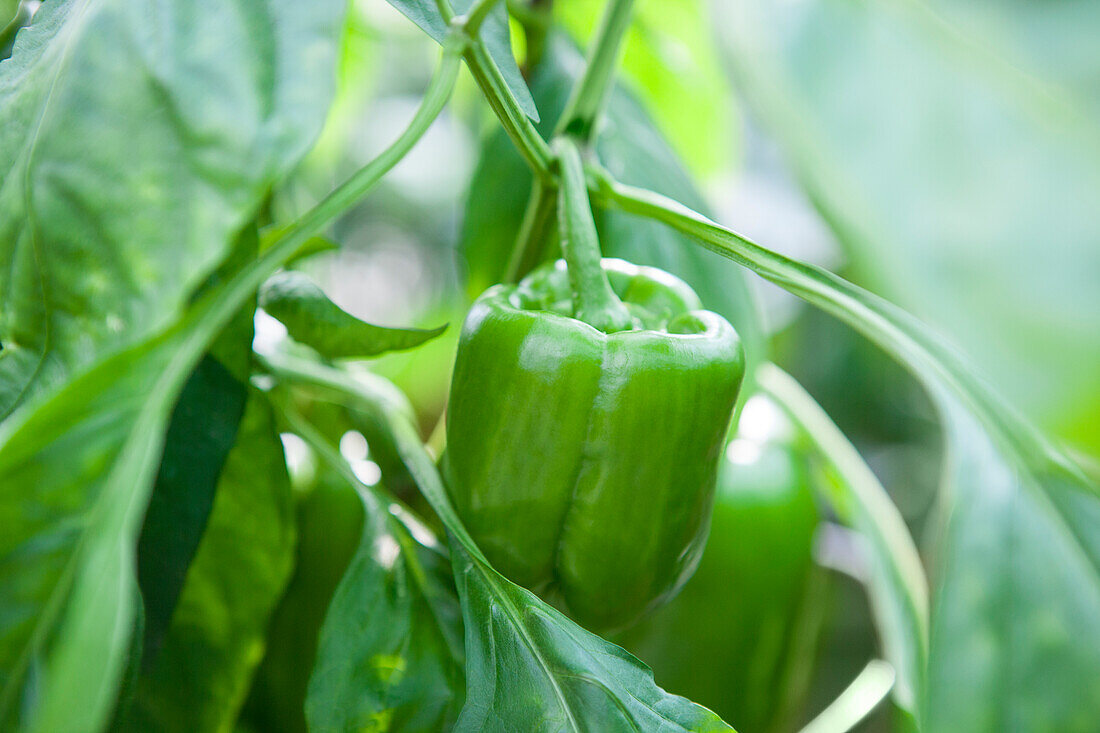 Capsicum annuum, grün