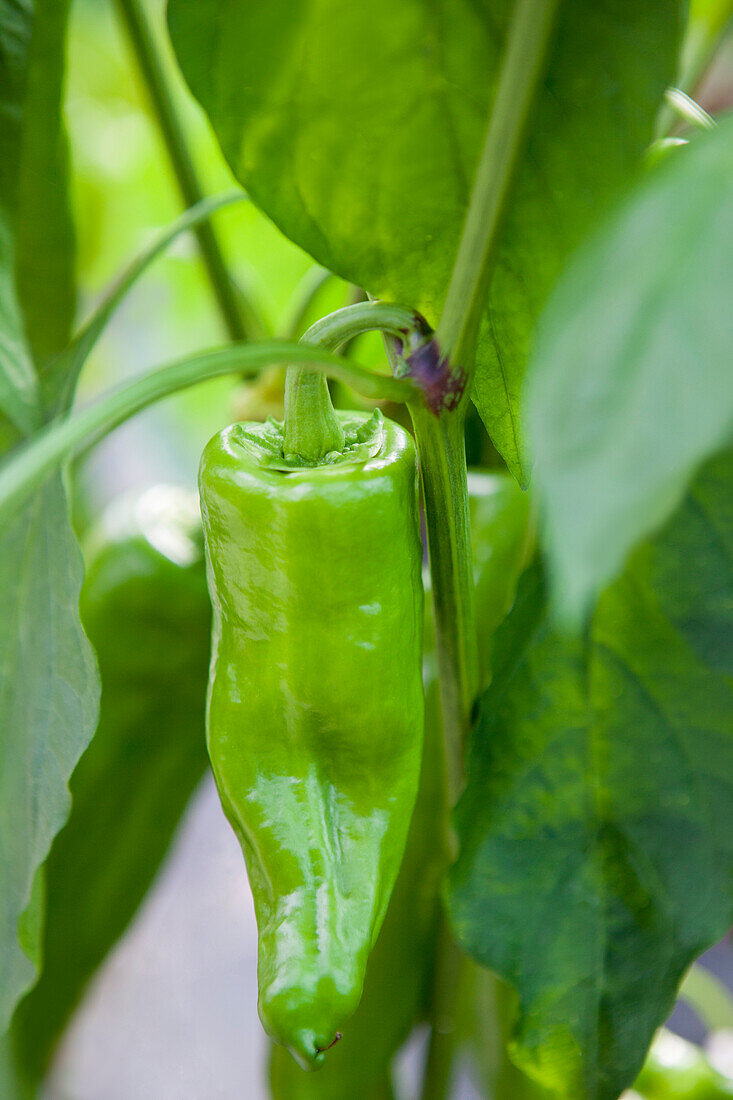 Capsicum annuum 'Red Bull's Horn