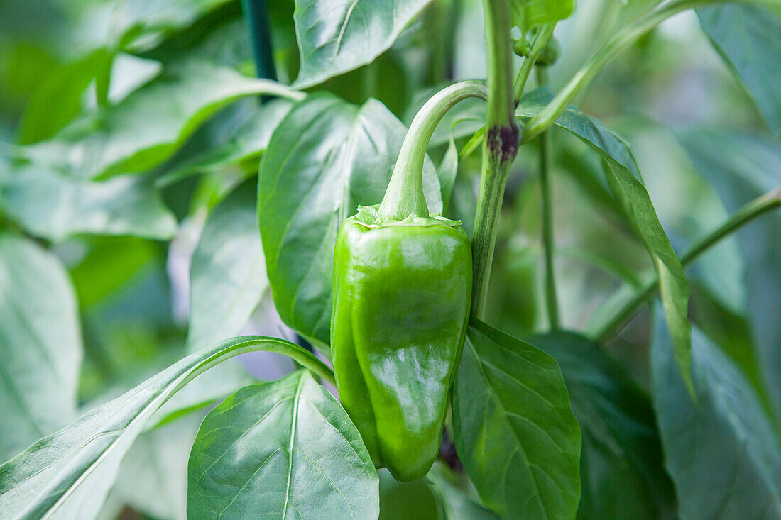 Capsicum annuum 'Cleor' F1