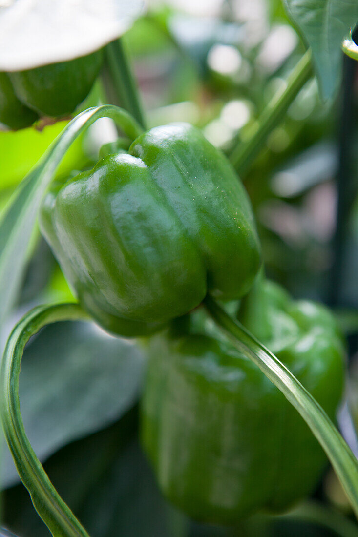 Capsicum annuum Pepperoni Orange Horizon