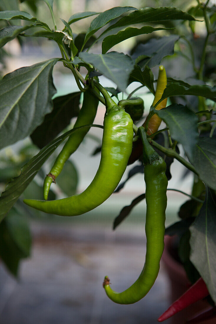 Capsicum annuum 'Ziegenhorn Bello'