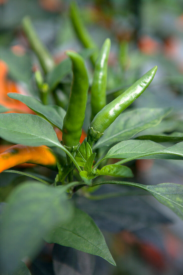 Capsicum annuum