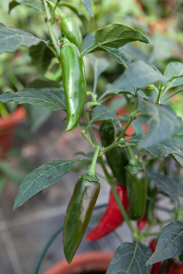 Capsicum annuum Sierra Fuego F1