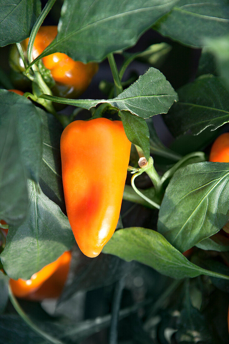 Capsicum annuum