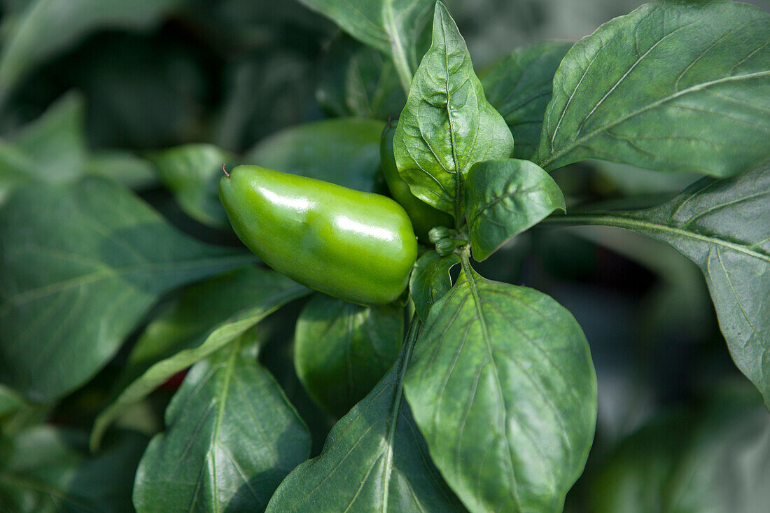 Capsicum annuum