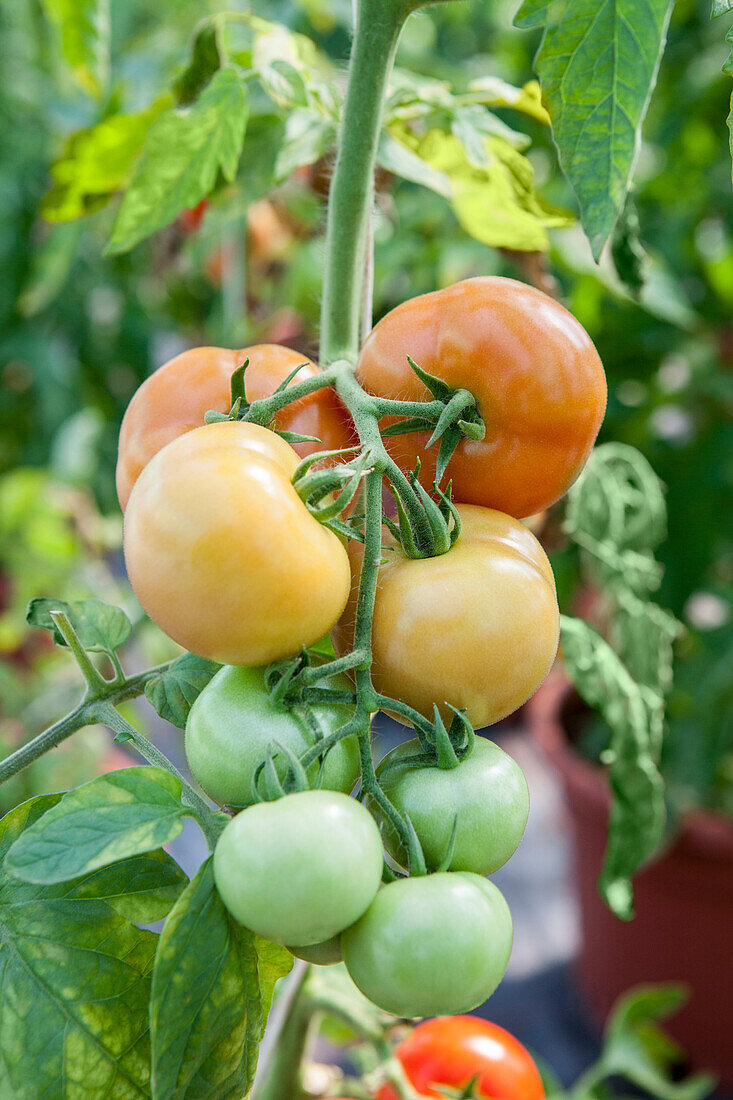 Solanum lycopersicum