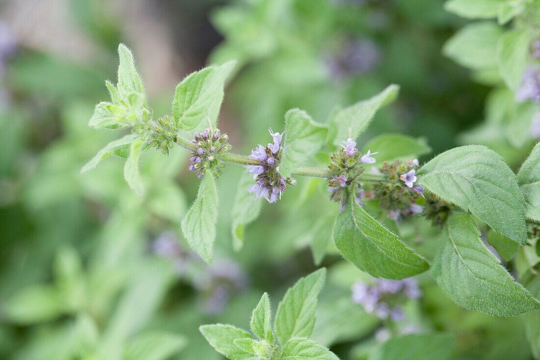 Mentha arvensis 'Banana