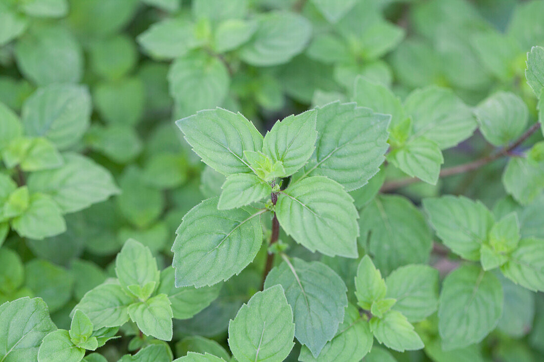 Mentha x gracilis 'Ginger Mint'